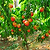 4-in-1 Peach Tree | Vego Garden