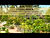 Vego Garden | Modular | Arched Trellis