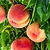 4-in-1 Peach Tree | Vego Garden