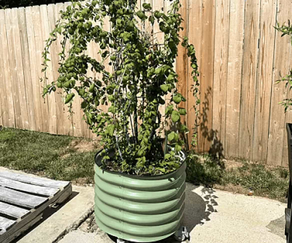 Vego garden beds