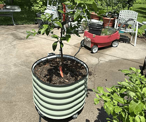 Vego garden beds