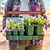 Bottom Watering Tray | Vego Garden