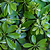 Schefflera (Umbrella Plant) | Vego Garden