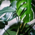 Monstera Deliciosa (Swiss Cheese Plant) | Vego Garden
