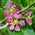 Barbados & | Vego Garden