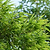 Golden Goddess Bamboo | Vego Garden