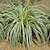Carex Feather Falls™ | Vego Garden