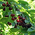 Romeo and Juliet Cherry Trees | Vego Garden