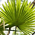Chinese Fan Palm | Vego Garden