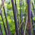 Black Bamboo | Vego Garden