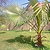 Dwarf Palmetto Tree | Vego Garden