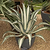 Agave Americana & | Vego Garden