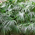 Needle Palm Tree | Vego Garden