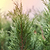 Brodie Eastern Red Cedar | Vego Garden
