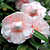 LA Peppermint Camellia | Vego Garden