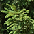 Norway Spruce | Vego Garden