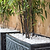 Black Bamboo | Vego Garden