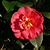 R.L. Wheeler Camellia | Vego Garden