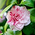 LA Peppermint Camellia | Vego Garden