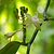 Vanilla Bean Plant