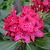Nova Zembla Rhododendron | Vego Garden