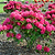 Nova Zembla Rhododendron | Vego Garden