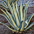 Agave Americana & | Vego Garden