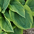 Green Patriot Hosta | Vego Garden