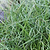 ColorGrass® Twister