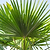 Dwarf Palmetto Tree | Vego Garden