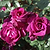 Intrigue Rose Tree| Vego Garden