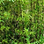 Black Bamboo | Vego Garden