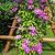Dr. Ruppel Clematis | Vego Garden