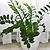 ZZ Plant | Vego Garden