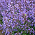 Picture Purrfect Catmint | Vego Garden