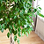 Braided Benjamina Ficus | Vego Garden