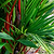 Lipstick Palm | Vego Garden