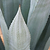 Agave Americana | Vego Garden