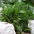 Coontie Palm | Vego Garden