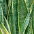 Laurentii Snake Plant | Vego Garden