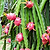 White Dragon Fruit | Vego Garden