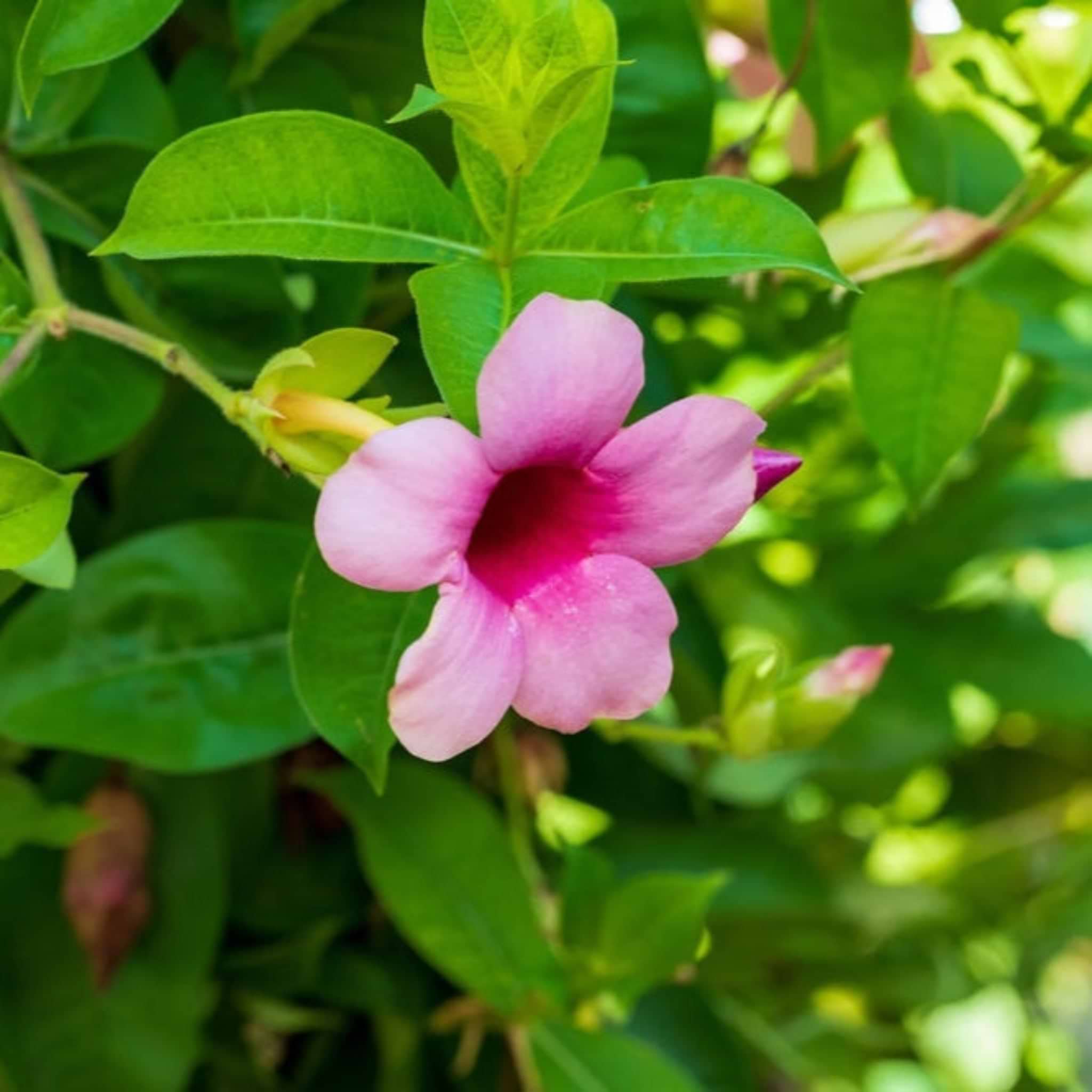 Sun Parasol® Original XP Bluephoria™ Mandevilla