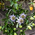 Passion Fruit | Vego Garden