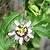 Passion Fruit | Vego Garden