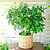 Schefflera (Umbrella Plant) | Vego Garden