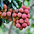 Mauritius Lychee
