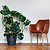 Monstera Deliciosa (Swiss Cheese Plant) | Vego Garden