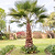 Chinese Fan Palm | Vego Garden