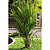Lipstick Palm | Vego Garden
