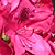 Nova Zembla Rhododendron | Vego Garden
